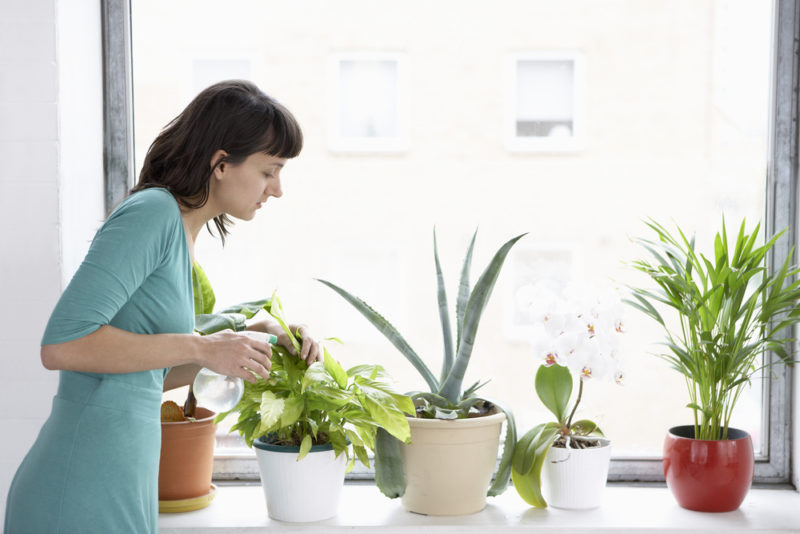 Indoor Plants Cause Allergy